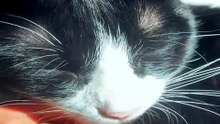 Des Chats Vraiment Très, Très Malins_1778353243