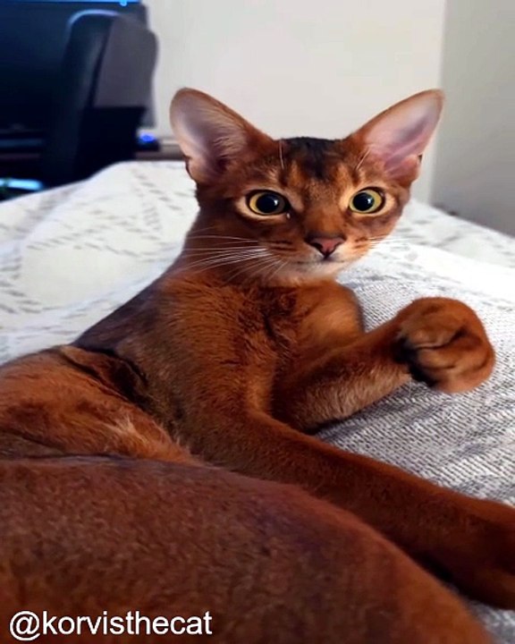 La Vie Secrète de Mon Chat_1777724176
