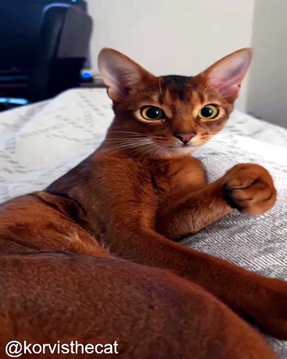 Les Chats et Leurs Jouets Préférés_1777724582