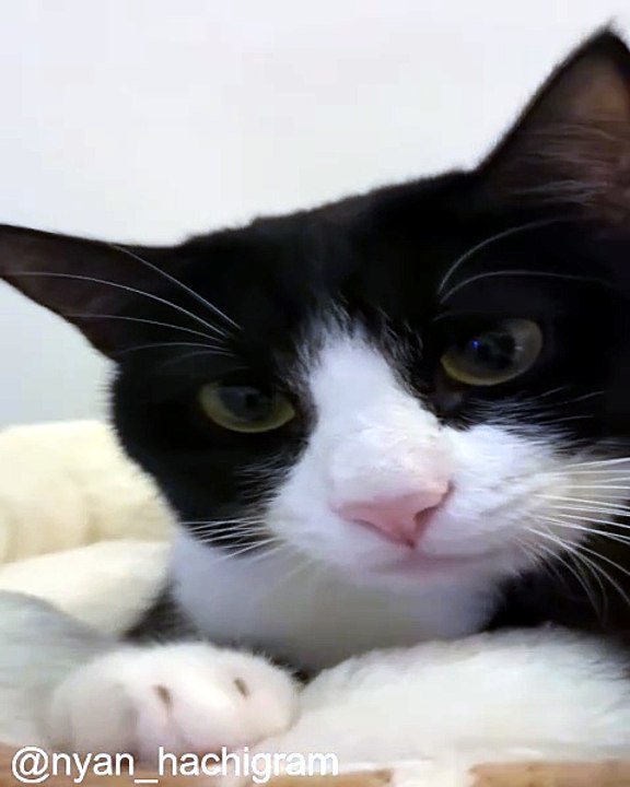 Les Meilleurs Moments de Chats à la Télévision_1777722950