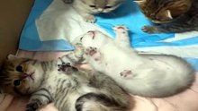 Les Super-Pouvoirs Cachés des Chats_1777722002