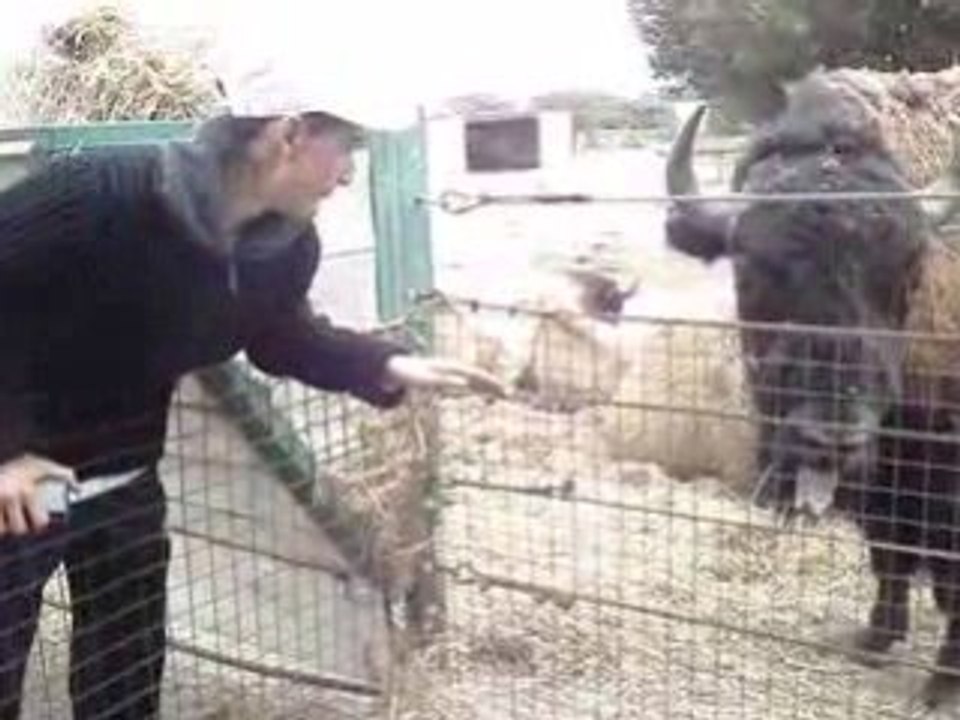 Bougou et le bison
