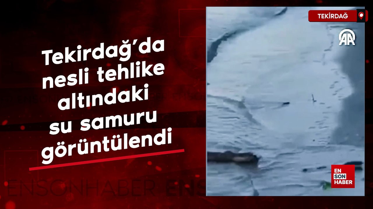 Tekirdağ'da nesli tehlike altındaki su samuru görüntülendi