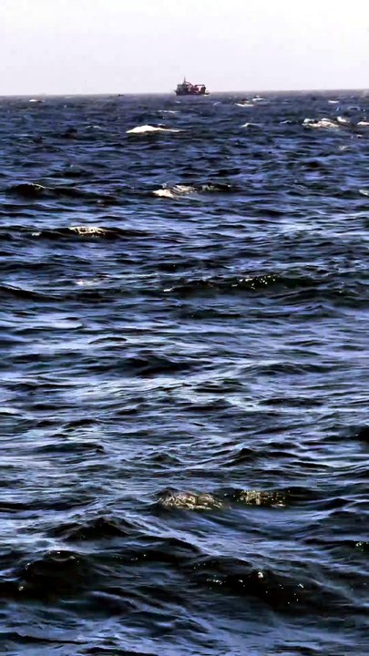 🌻Nature , Ocean and Fishing fishing life