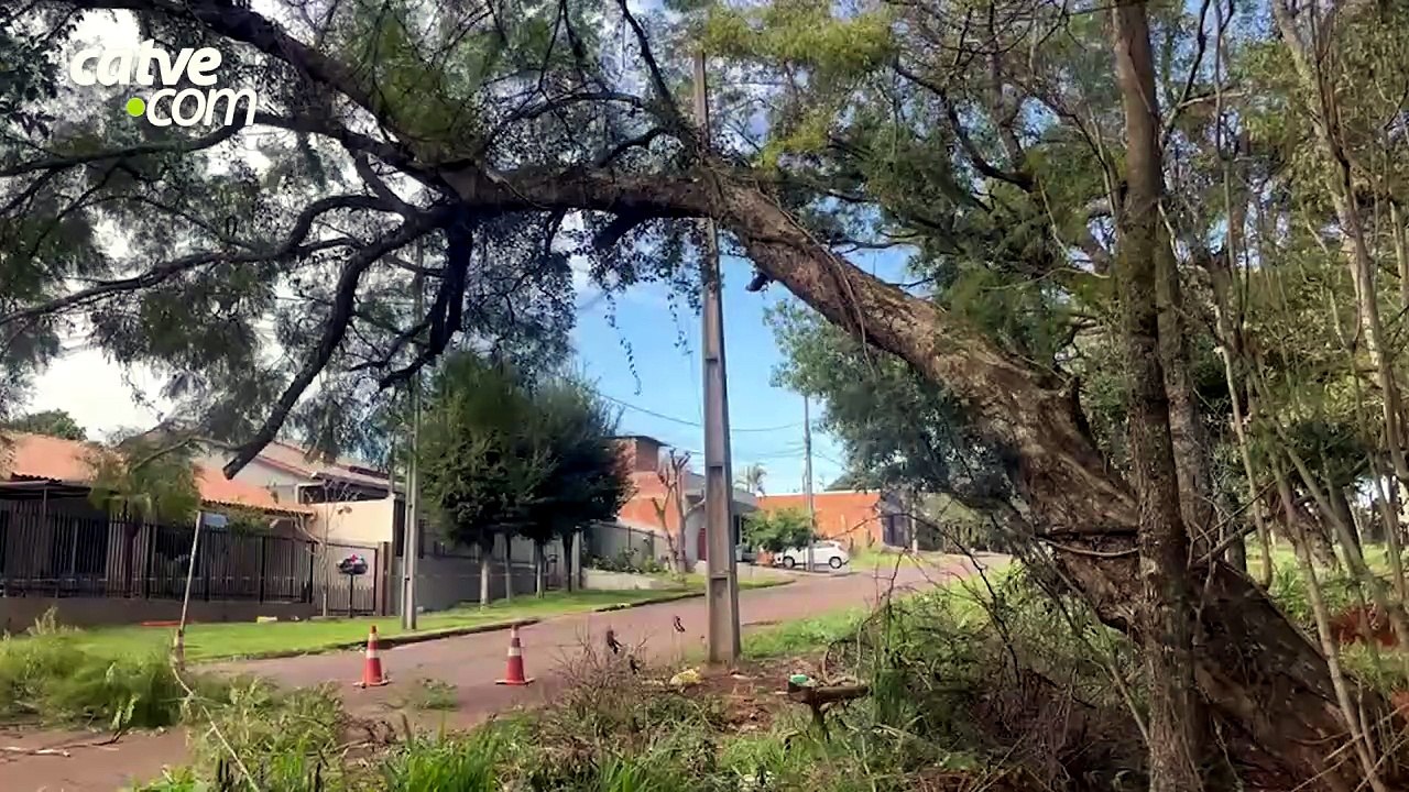 Árvore com risco de queda interdita rua em Cascavel