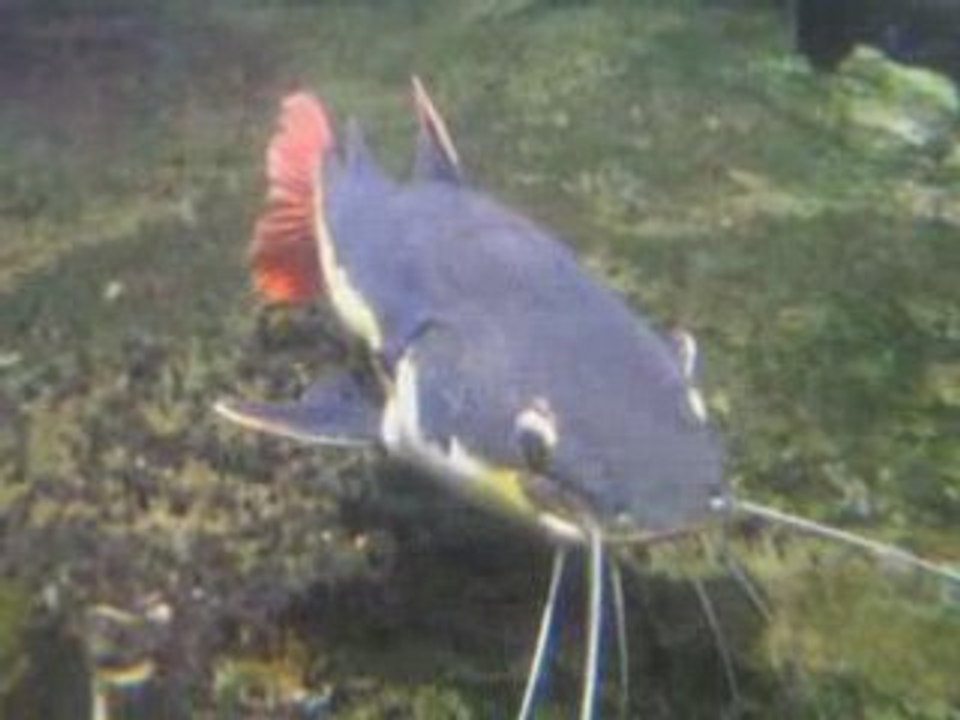 LE PLONGEON