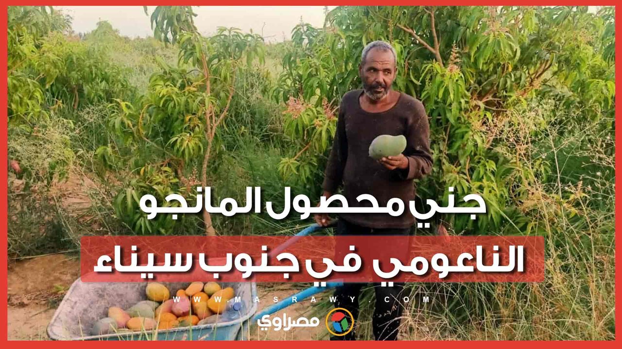 "أم خد جميل طابت".. جني محصول المانجو الناعومي  في جنوب سيناء