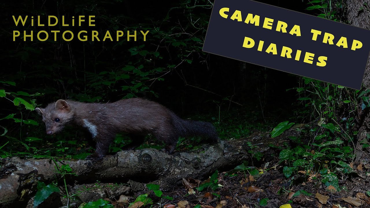 DSLR Camera Trap Diaries - Spring 2025 | Wildlife Photography