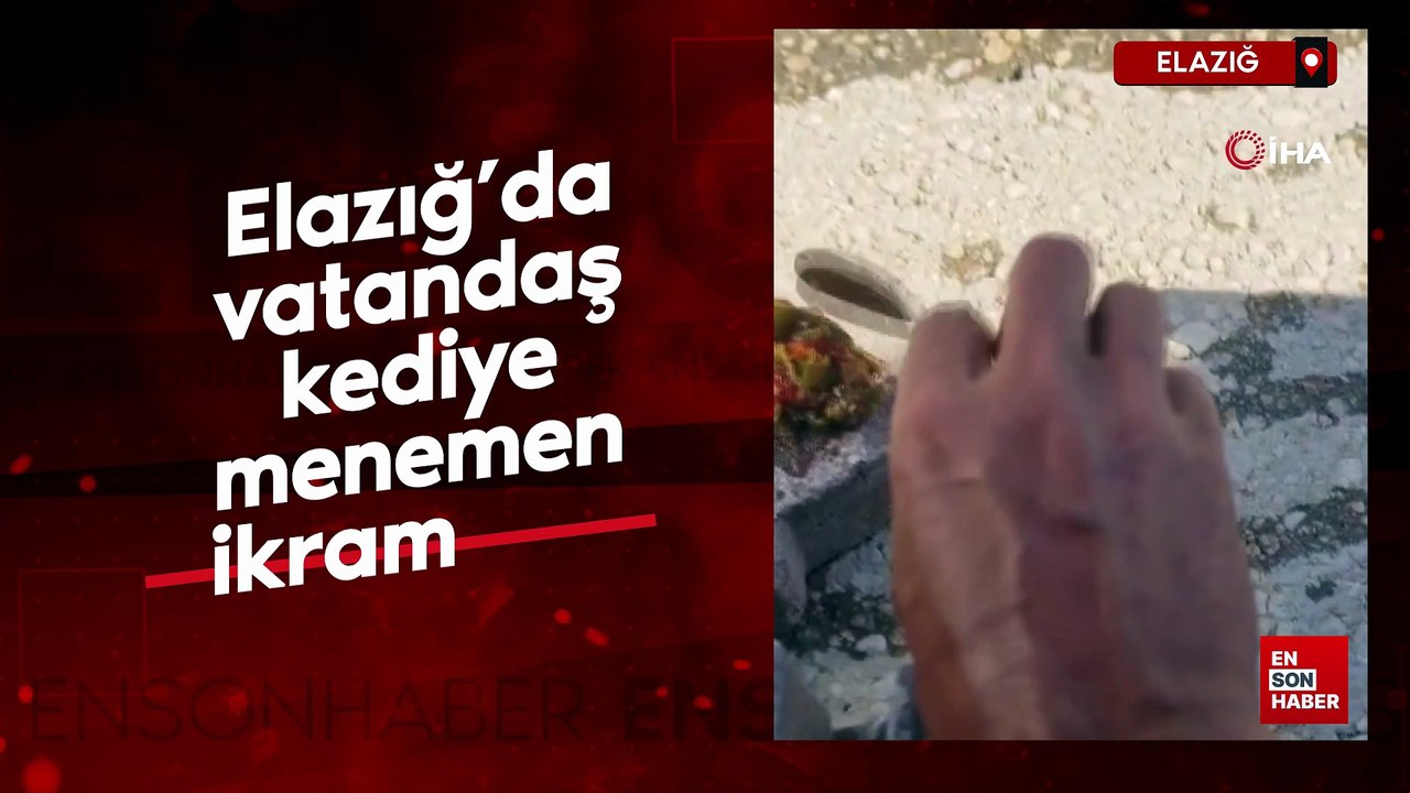 Elazığ’da kedinin menemen ziyafeti