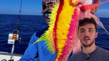 Un poisson avec des yeux ÉNORMES ! #poisson #yeux #couleur #animaux #nature