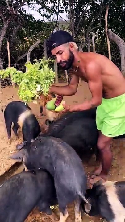 Tirulipa não vai gostar