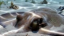 Stingray : The silent ocean traveler gracefully sweeping across the seabed