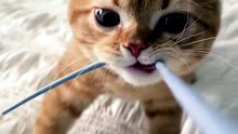 🐱 Adorable Orange Kitten Chewing a Rope | Cute & Funny Cat Moments 😂