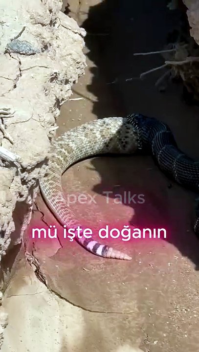 🐍 Kral Yılan, Zehirli Çıngıraklı Yılanı Yiyor! | Doğanın En Acımasız Mücadelesi