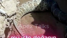 🐍 Kral Yılan, Zehirli Çıngıraklı Yılanı Yiyor! | Doğanın En Acımasız Mücadelesi