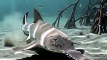 Sawfish : The extraordinary sea creature with a blade-like snout