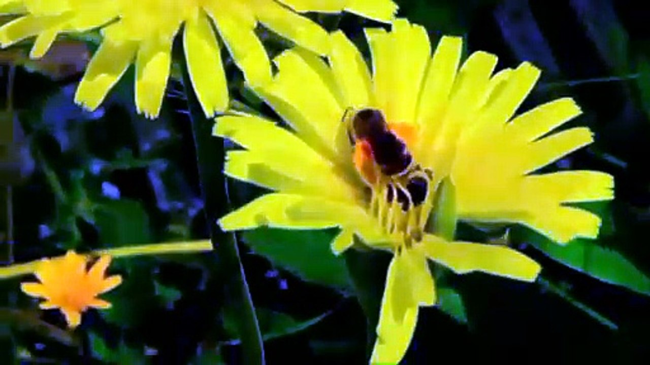 Abeille maritime