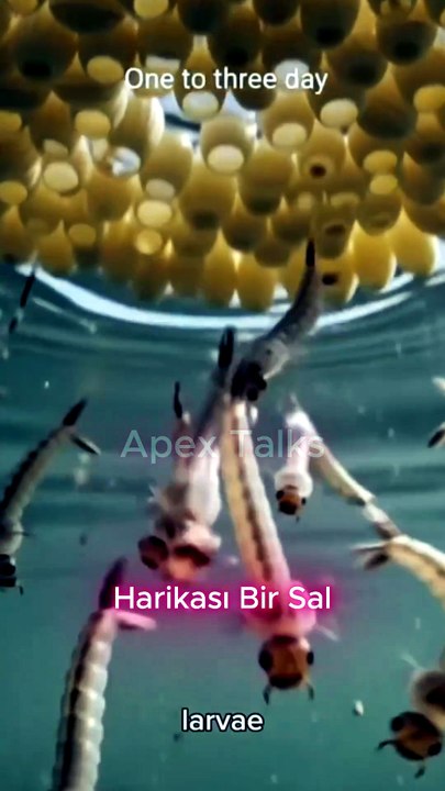 🦟 Sivrisineklerin İnanılmaz Yaşam Döngüsü | Yumurtadan Uçan Sivrisineğe Dönüşüm