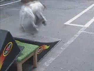 chien Skater