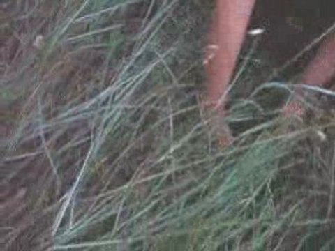 LES LIEVRES RELACHER