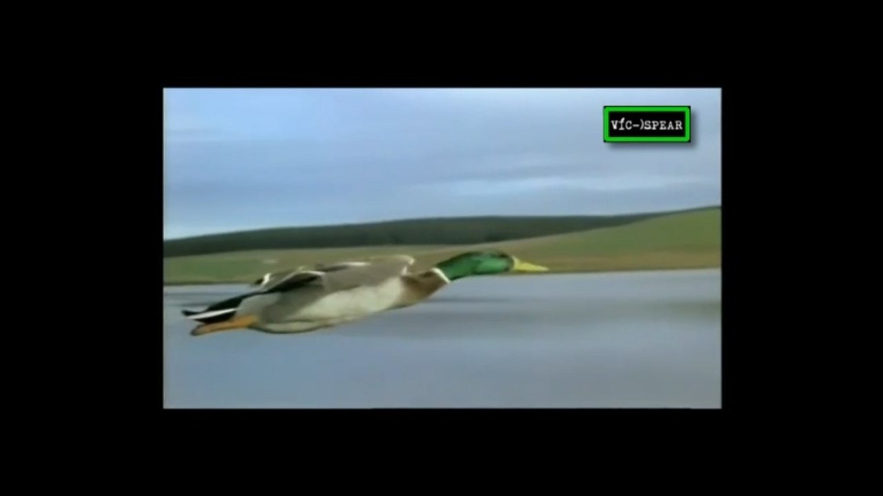 La Vida de las Aves: Pescando para vivir - Documental 1998 - Español Latino - Episodio 5