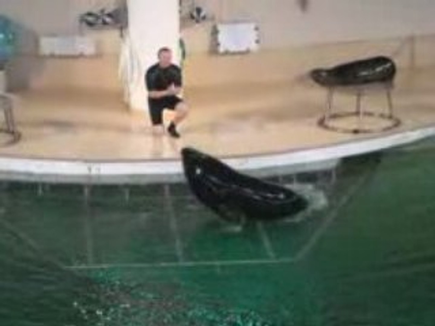 Программа с морскими львами.