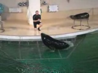 Программа с морскими львами.