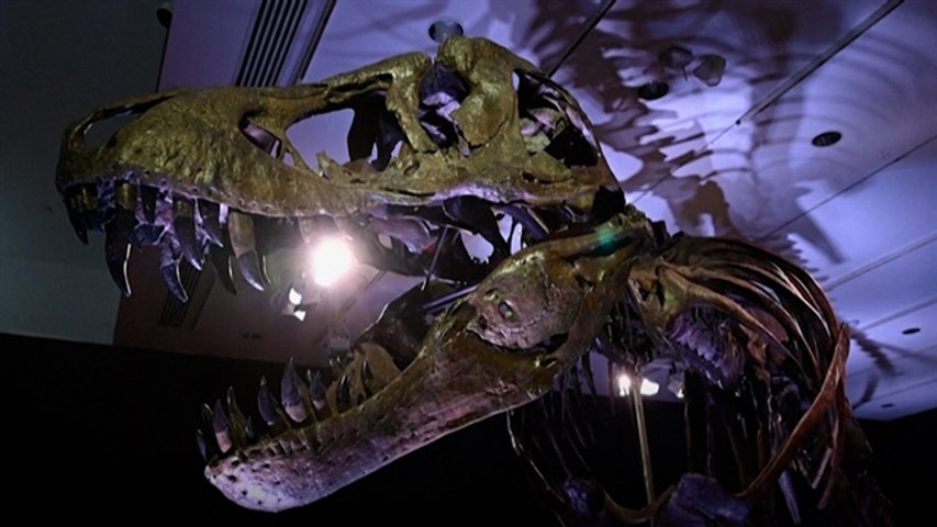 Dinosaur Fossils Become Wealth Market's New Trophy Asset