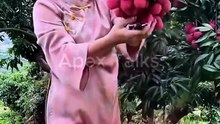 🌳 Hava Daldırma Yöntemi Nedir? Bir Daldan Yeni Meyve Ağacı Yetiştirme Tekniği
