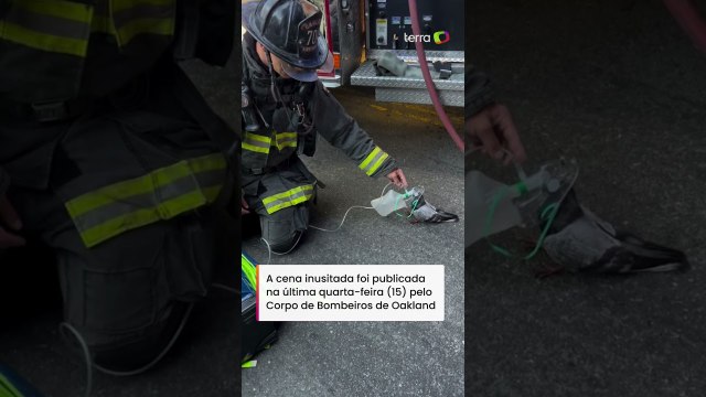 Bombeiros usam máscara de oxigênio em pombo que passou mal após inalar fumaça nos EUA #shorts