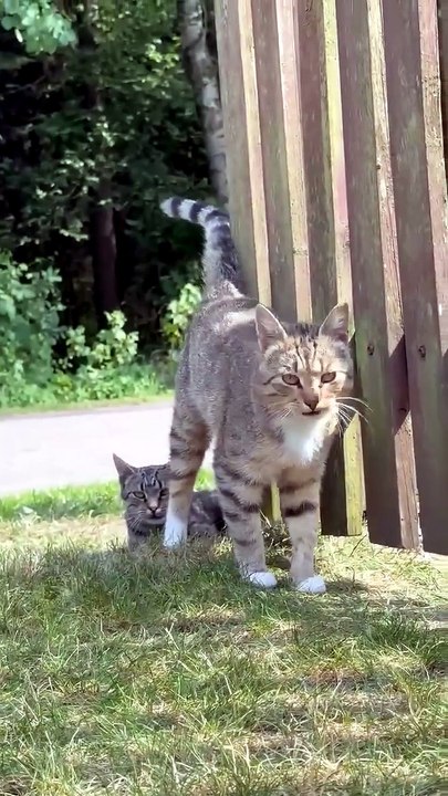 The Cat Squad. 🐱💪