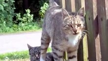 The Cat Squad. 🐱💪