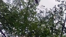 Peaceful Dove Sitting on a Tree Branch | Relaxing Nature Video | Afternoon Breeze