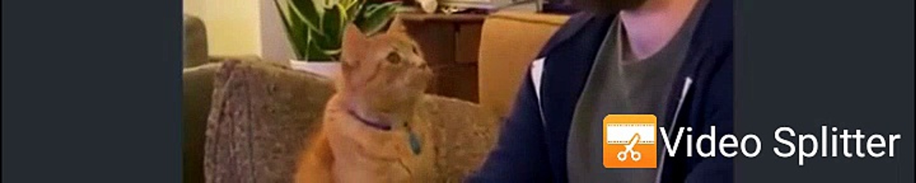 funny cats 10
