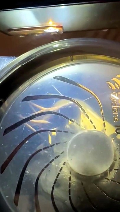 Dev Çekirgeler İnegöl'de de Görüldü! Vatandaşlar Tedirgin Oldu