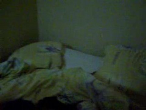 Chat qui ramène la balle... un vrai petit chien