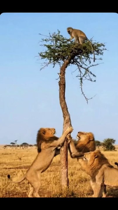 Monkey chased by lions