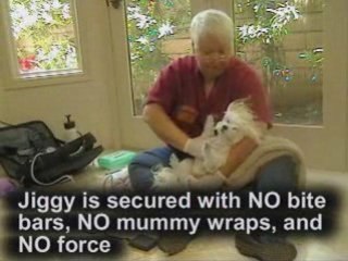 Dog Teeth Cleaning With No Anesthesia
