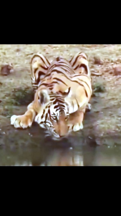 Breathtaking Wildlife Compilation Of Tiger Crocodile Battle And Jaguar Hunting Caiman In Rushing Muddy River