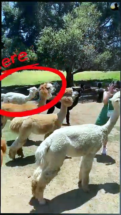 This Cute Animal Can Spit at You! 😱🦙 #shorts #trending