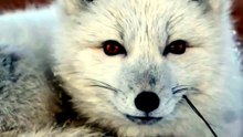 Arctic Fox
