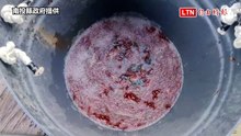 強敵消失？日月潭電撈魚虎球破6000尾 比去年暴增近8倍