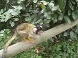 Capucins ( petits singes)