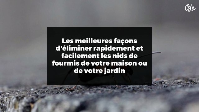 Les meilleures façons d'éliminer rapidement et facilement les nids de fourmis de votre maison ou de votre jardin