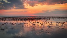 Tuz Gölü’nü özel statüde koruyan Çevre Bakanlığı açıkladı: Flamingo yavru sayıları son beş yılın en üst seviyelerine ulaştı