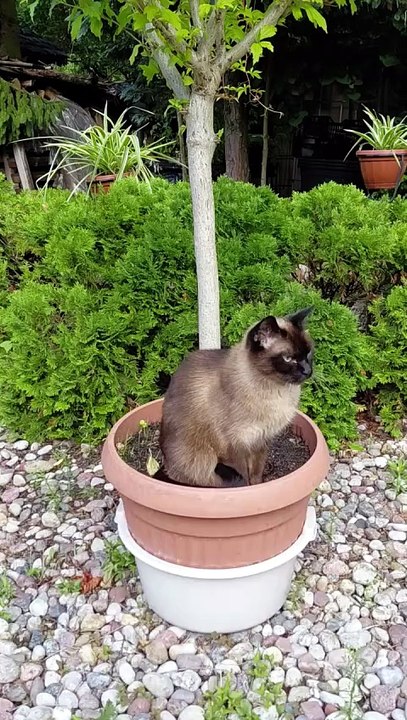 The cutest plant ever :) #cat #catlover #funnycat