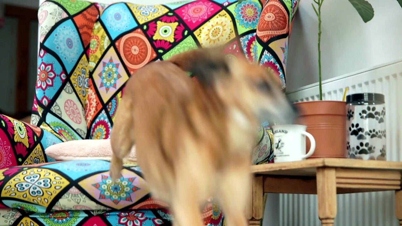 Fern Britton Inside the Vets S02E01