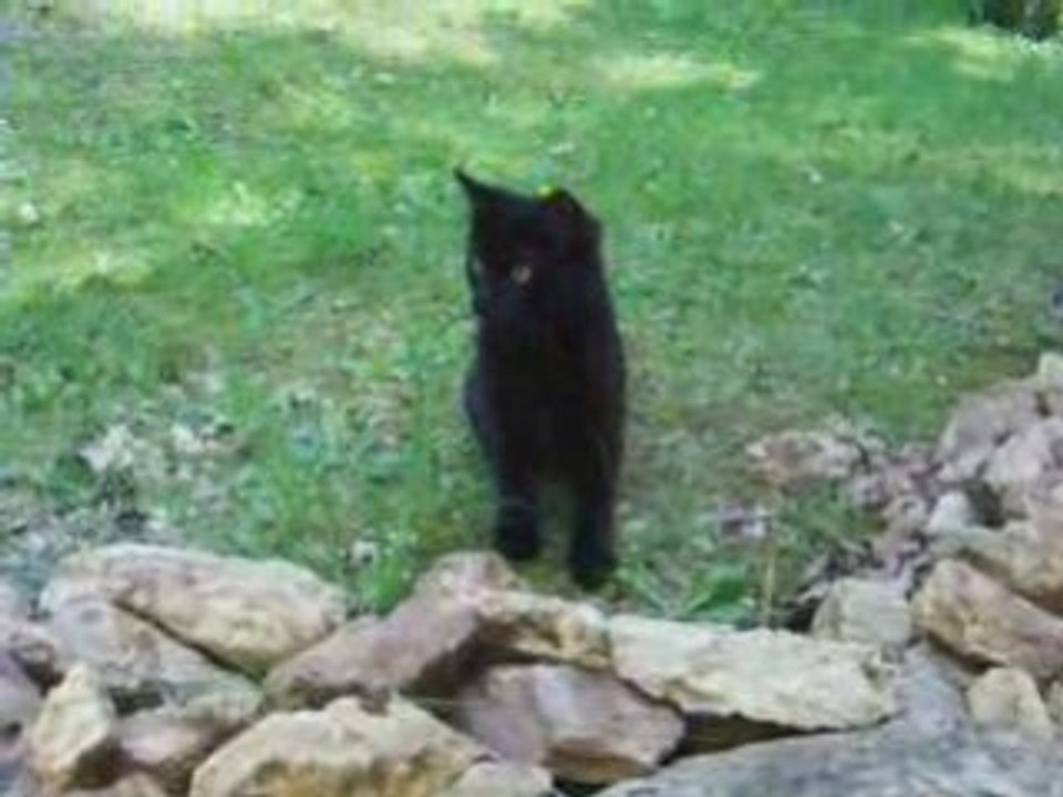 Espiègleries de Shadow - Drôle de chat