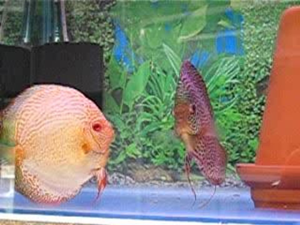 Discus chez Hervé