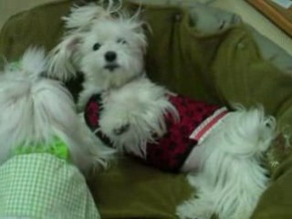 paris et gipsy jouent